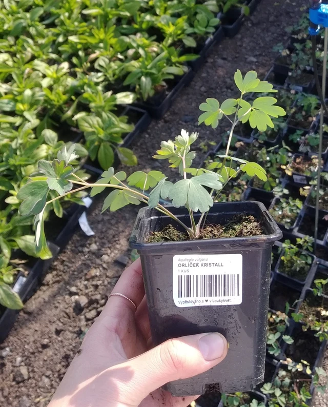 Aguileña Kristall - 2024