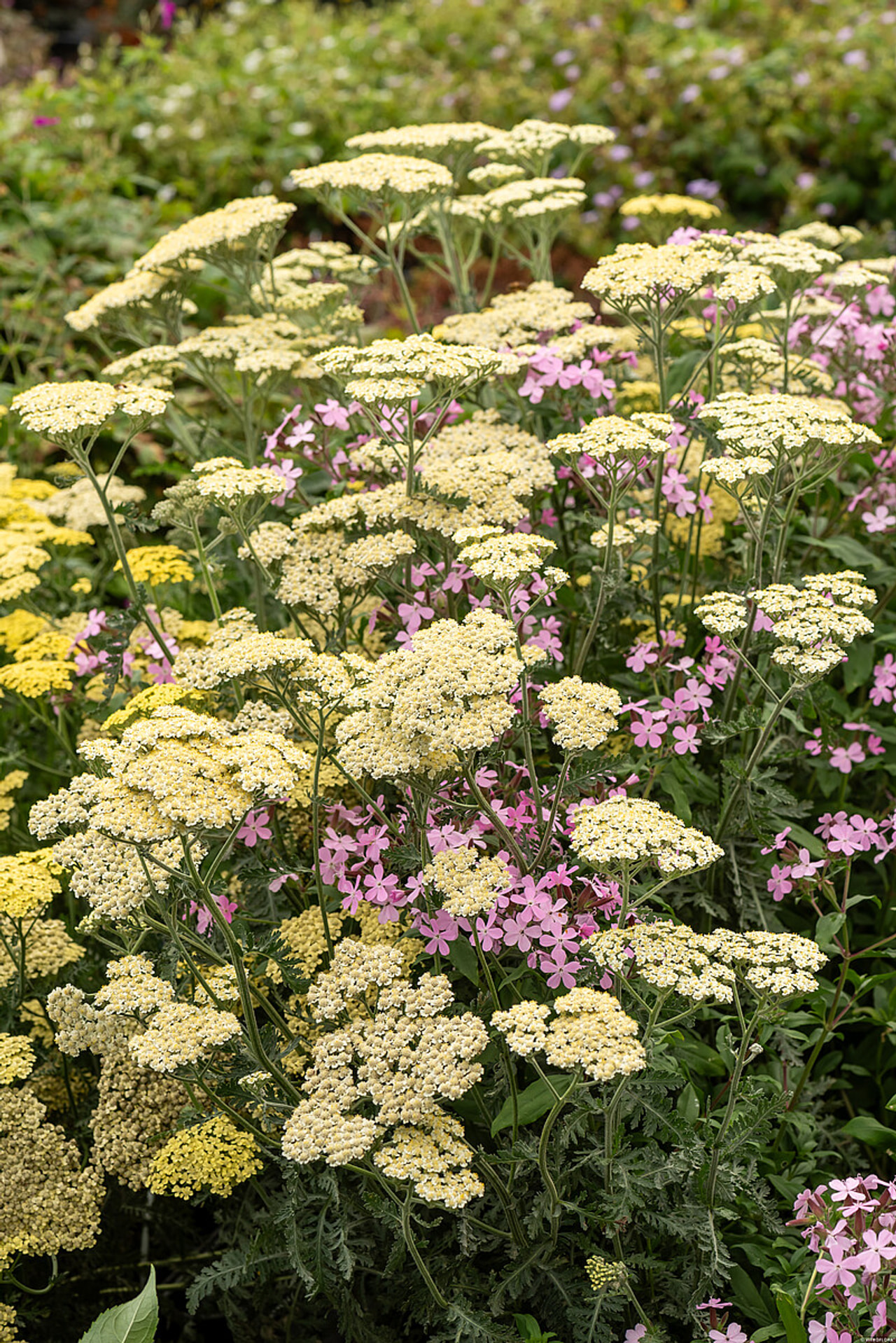 Řebříček Alabaster, Loukykvět