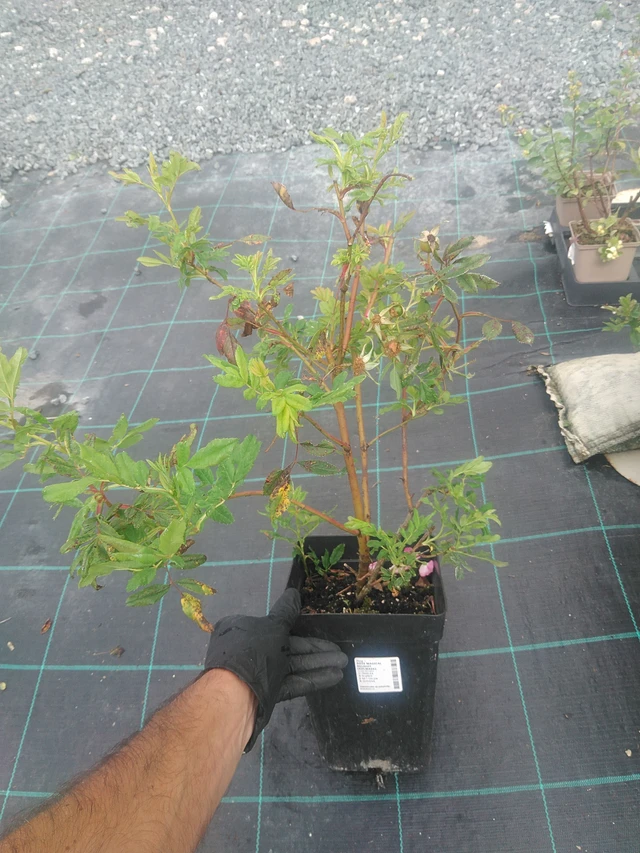 Rose Magical Delight (Kolmade) - 10. 9. 2025