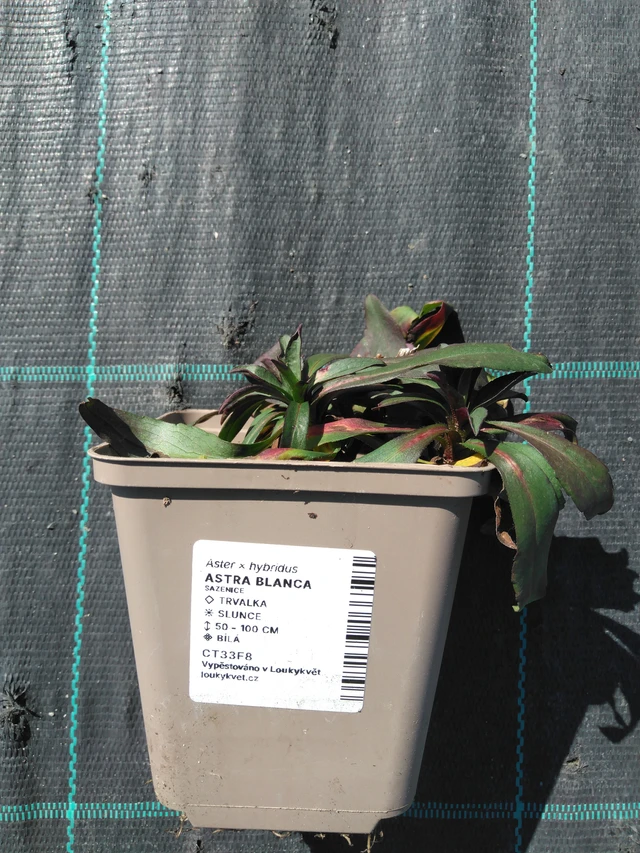 Aster Blanca - 3. 4. 2025