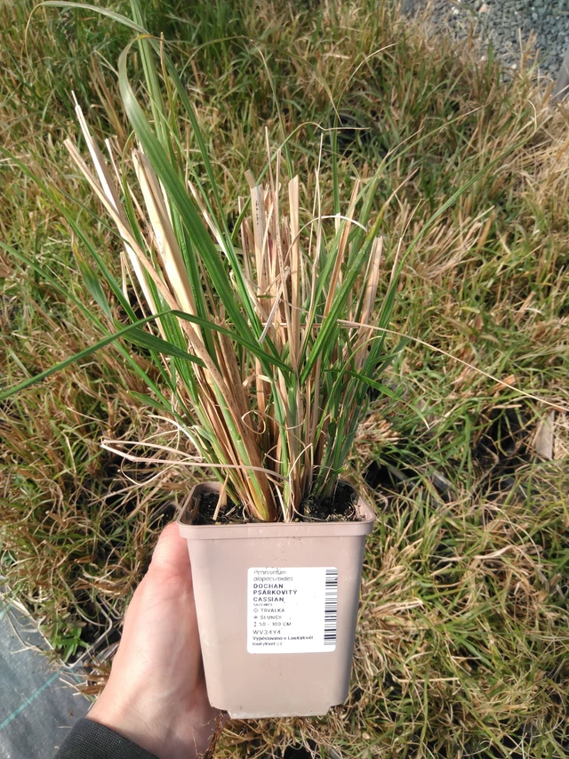 Pennisetum alopecuroides Cassian - 13. 5. 2025