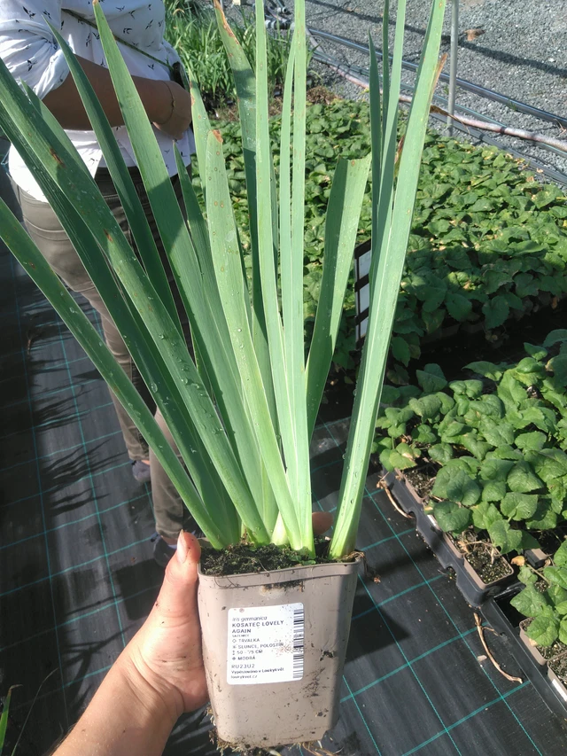 Kosatec Lovely Again - 11. 7. 2025