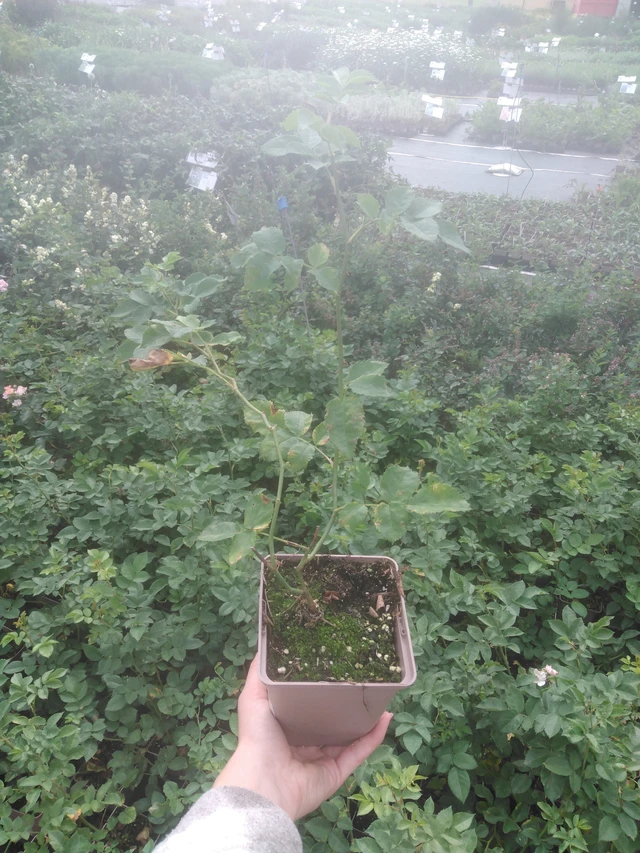 Rose Magical Pride - 2024