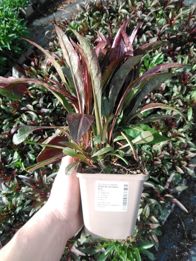 Penstemon Husker Red - 2024