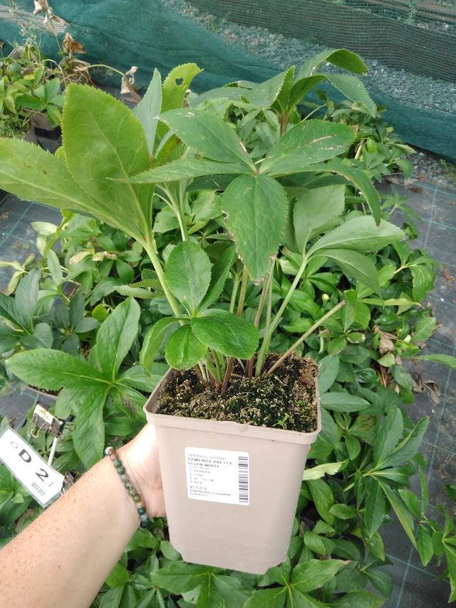 Eléboro Pretty Ellen White - 2024