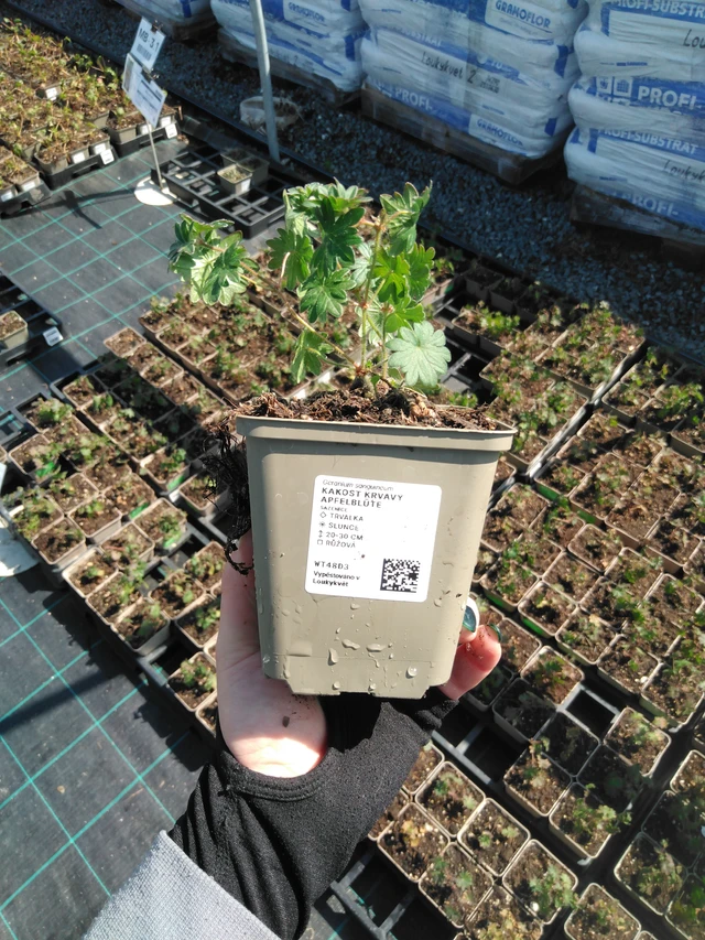 Verikurjenpolvi krvavý Apfelblüte - 13. 5. 2025