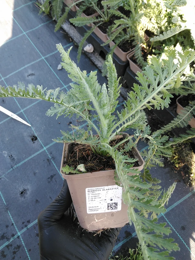 Řebříček Alabaster - 19. 8. 2025