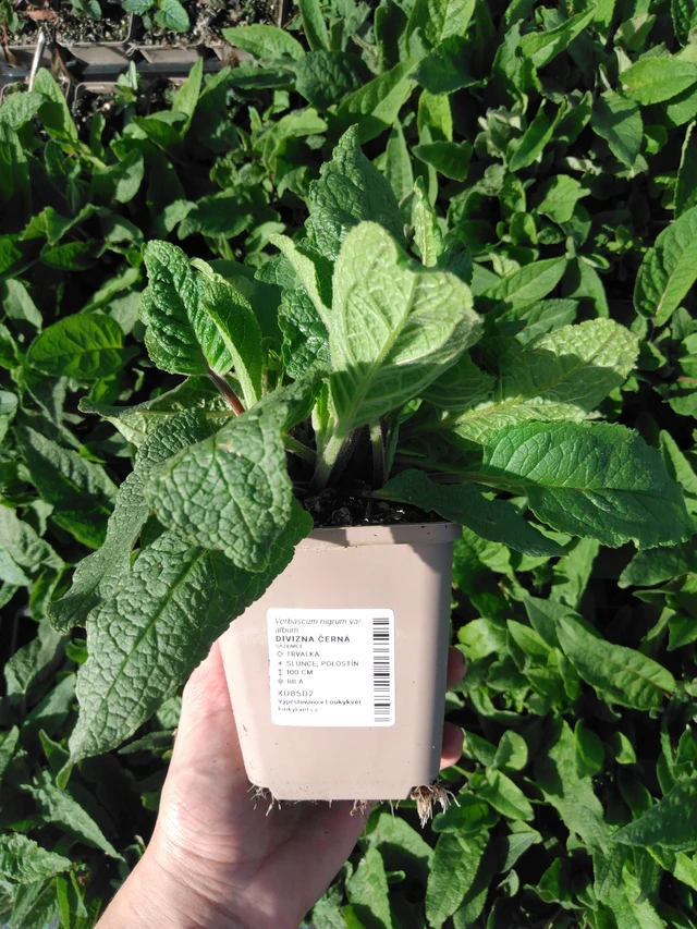 Kukonharja musta - 2024