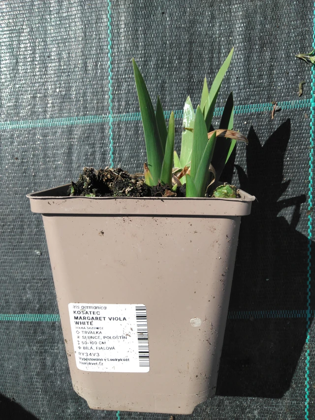 Kurjenmiekka Margaret Viola White - 3. 4. 2025