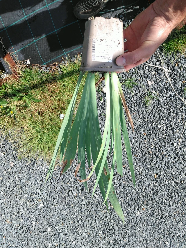 Lirio Lime Fizz - 24. 6. 2025