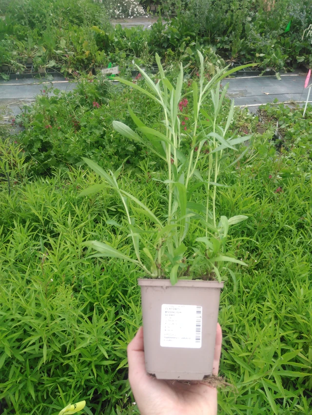 Zlatobýl Moonlight Glory - 2024