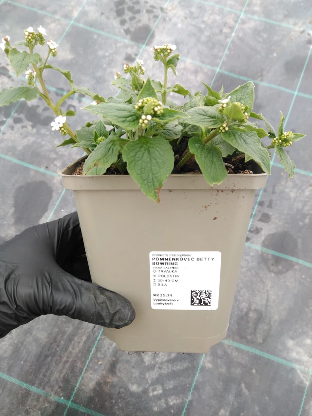 Kaukázusi nefelejcs Betty Bowring - 1. 4. 2026