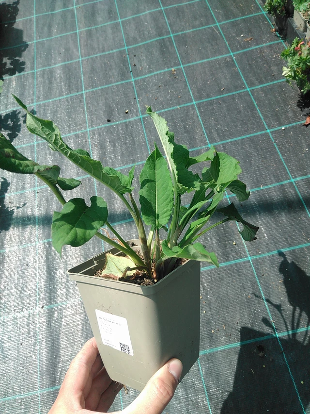 Persicaria Dark Red - 24. 6. 2025