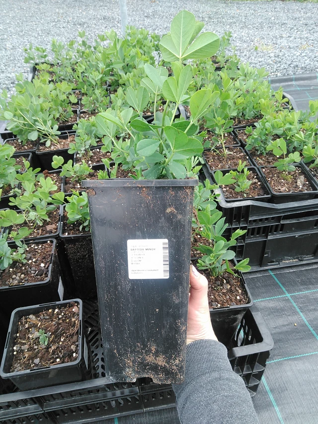 Baptisie Minor - 9. 6. 2025