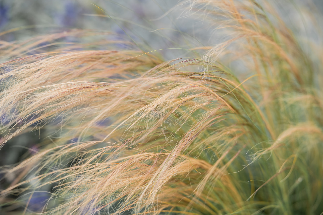 Kavyl vláskovitý, Loukykvět