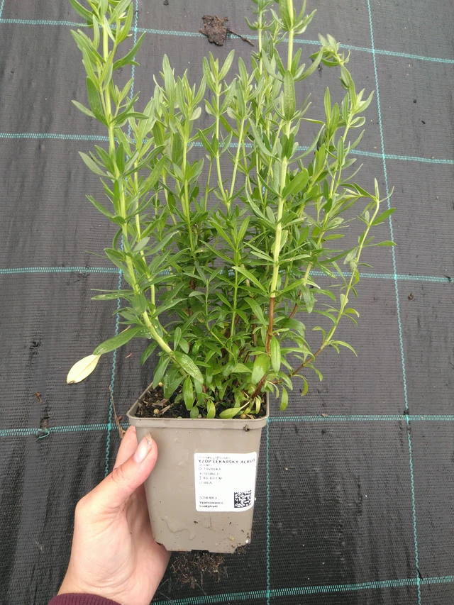 Hyssop lékařský Albus - 11. 7. 2025