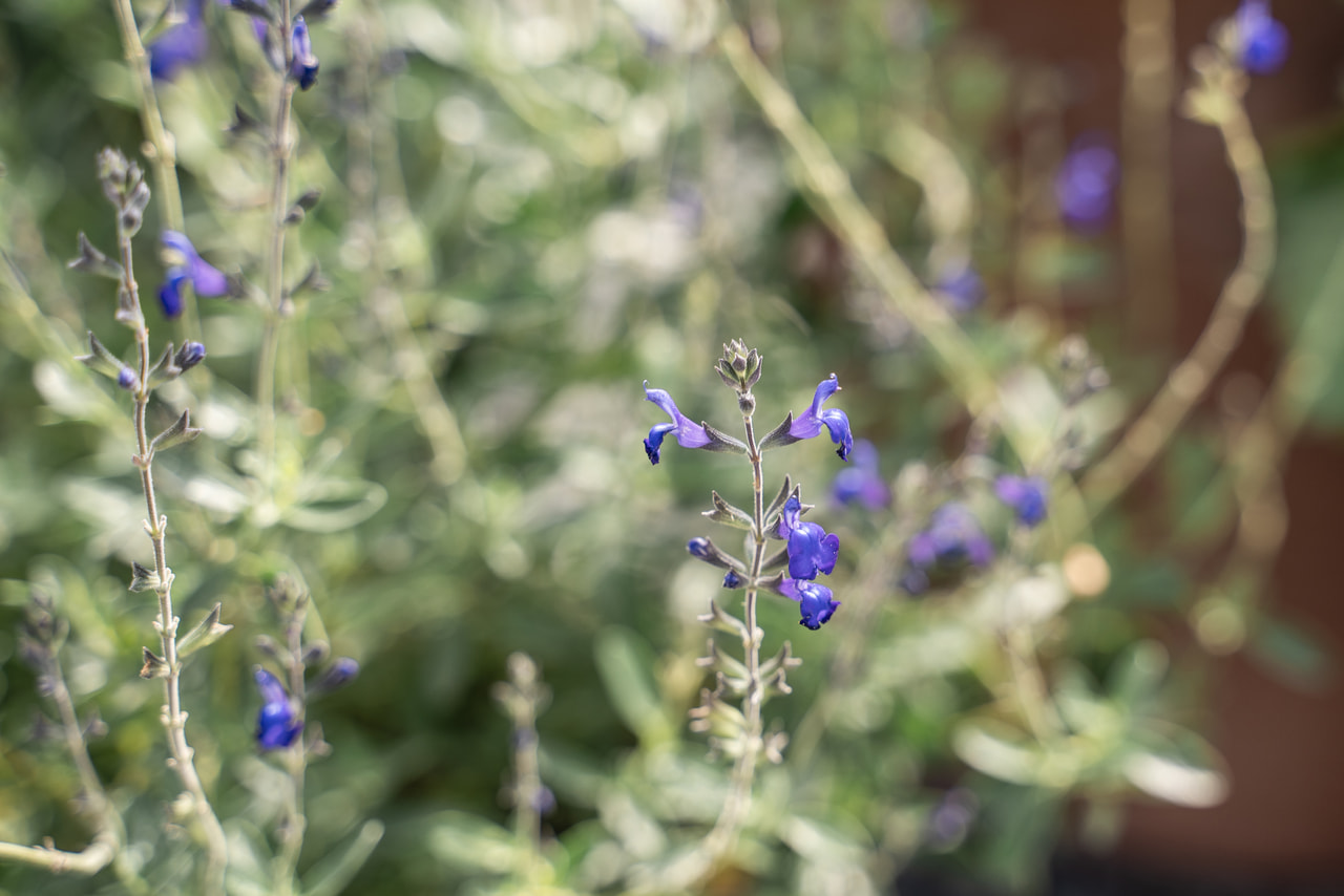 Šalvěj Blue Note, Loukykvět