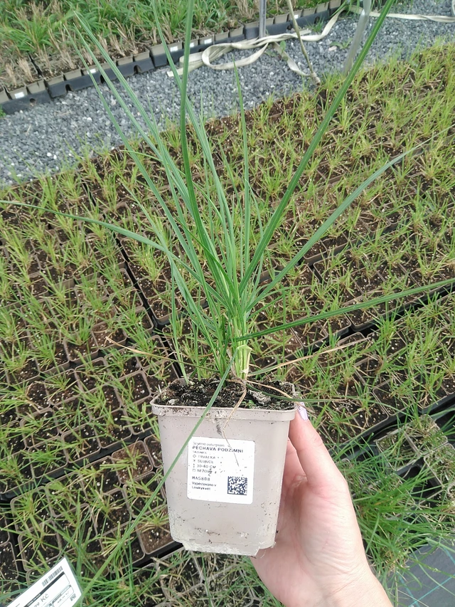 Pěchava podzimní - 9. 6. 2025