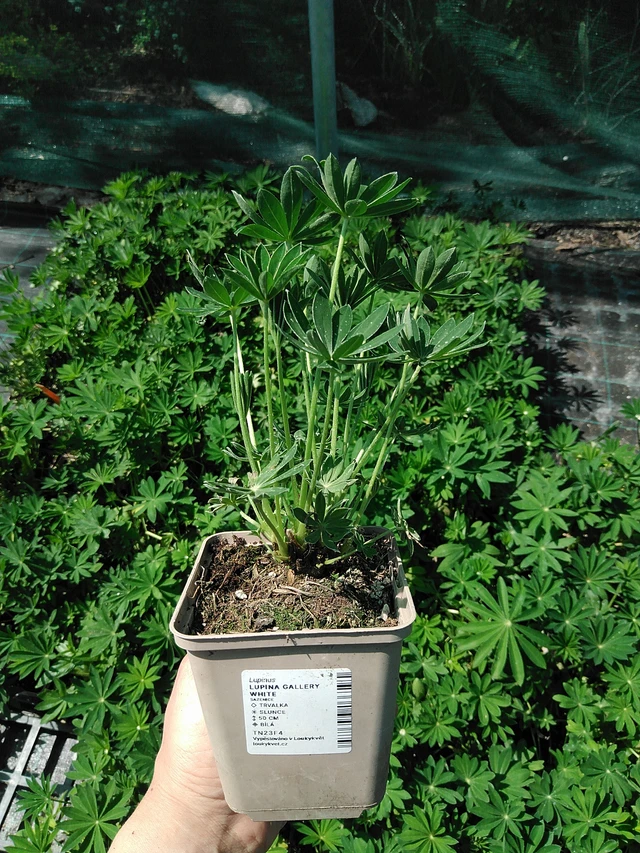 Altramuz Gallery White - 13. 5. 2025