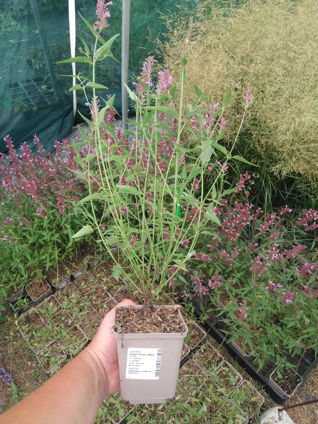 Iisoppi Linda - 2024