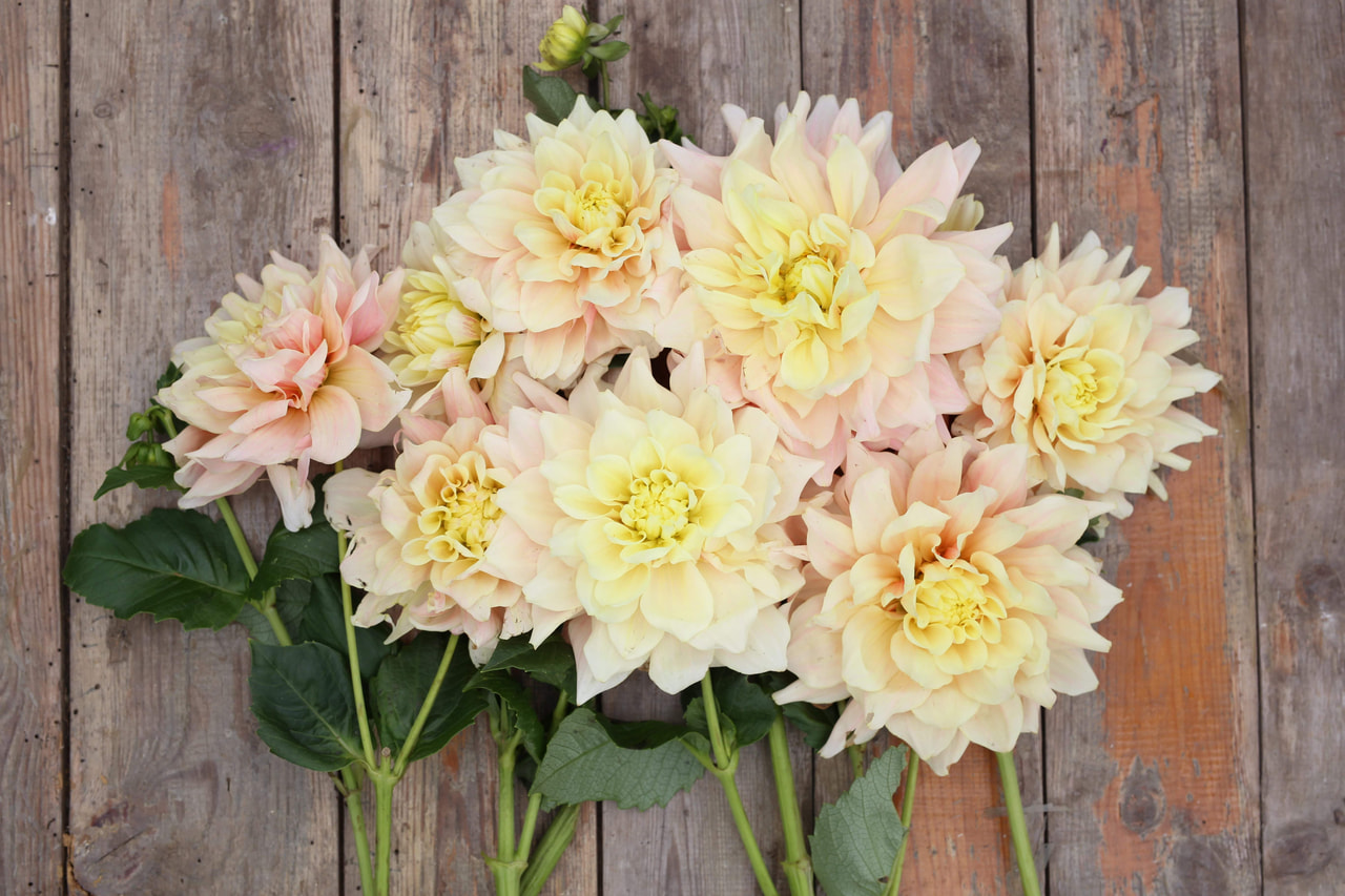 Jiřina Break Out, Loukykvět