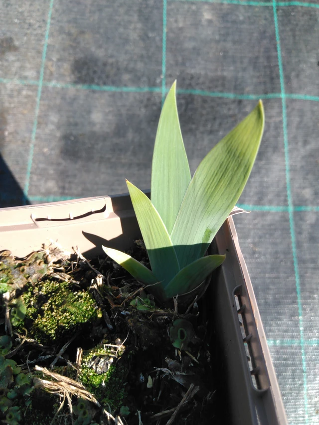 Iris Immortality - 3. 4. 2025