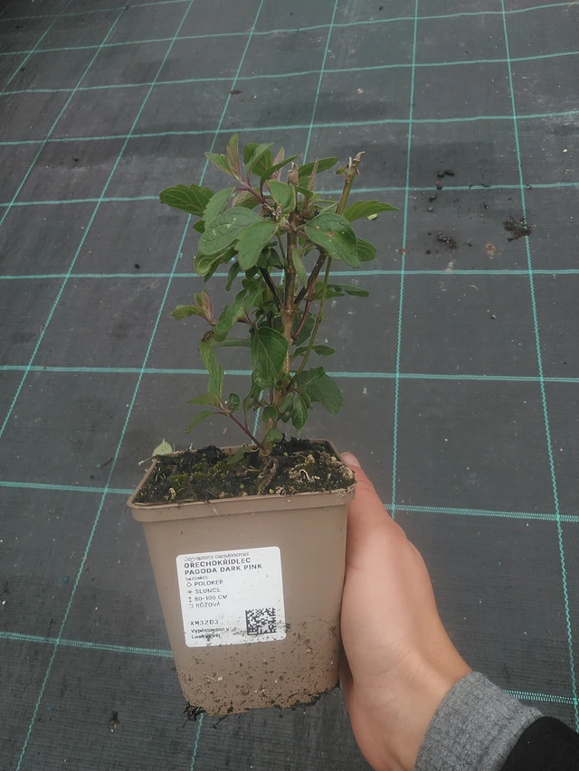 Ořechokřídlec Pagoda Dark Pink - 10. 10. 2025