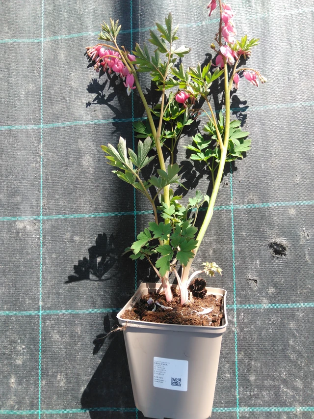 Pikkusydän - 3. 4. 2025