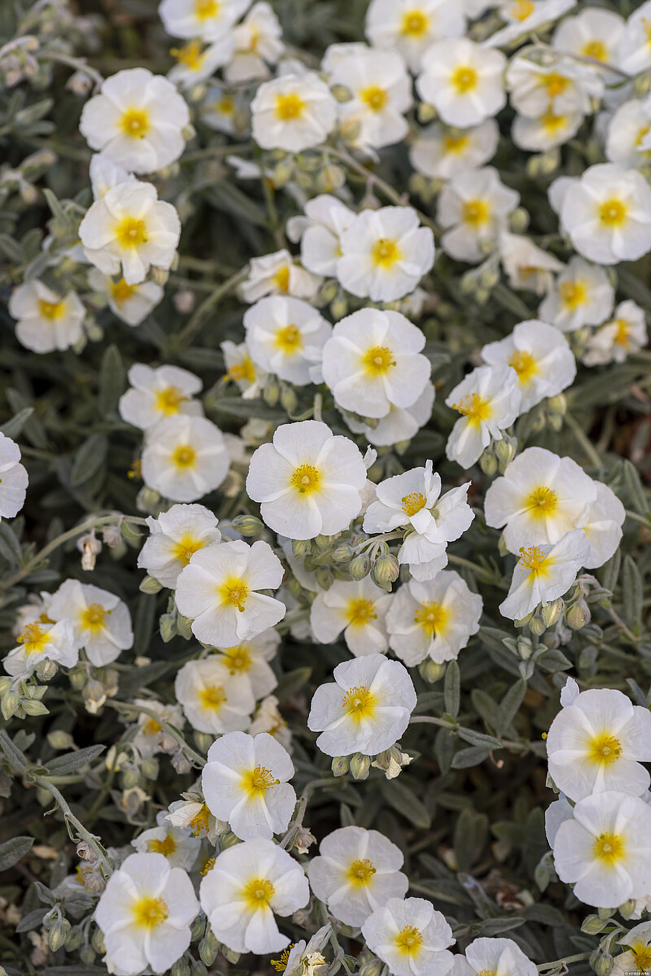 Zonneroosje The Bride, Loukykvět