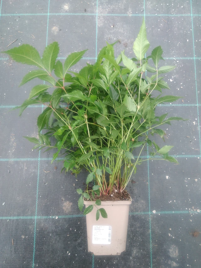 Astilbe Washington - 2024