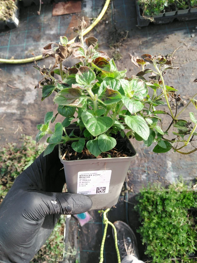 Myskimalva Menthe - 31. 10. 2025