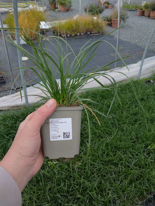 Pěchava dlouhostébelná - 10. 10. 2025