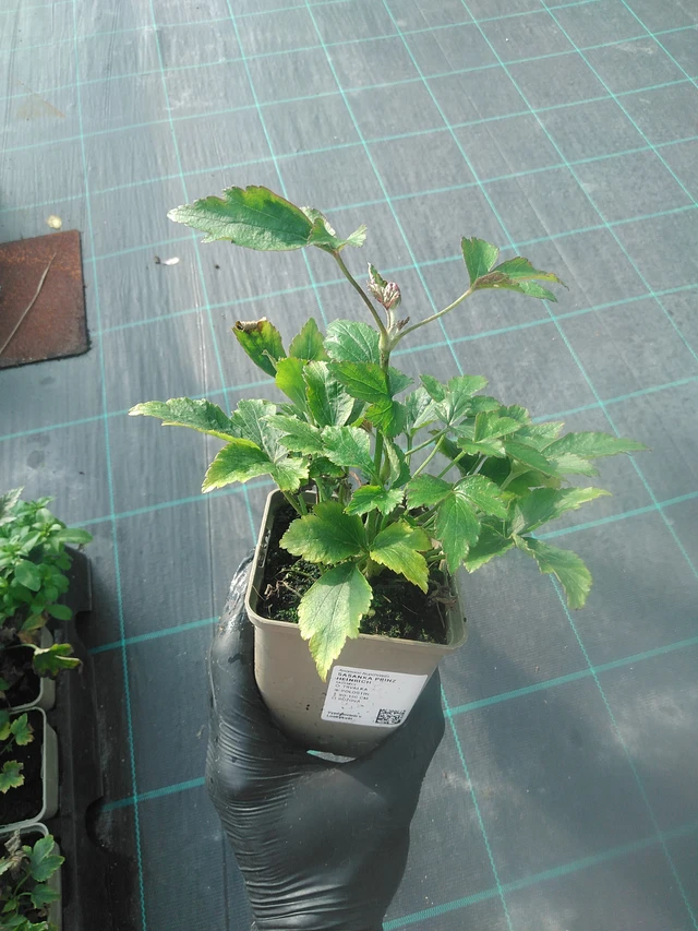 Anemone Prinz Heinrich - 13. 10. 2025