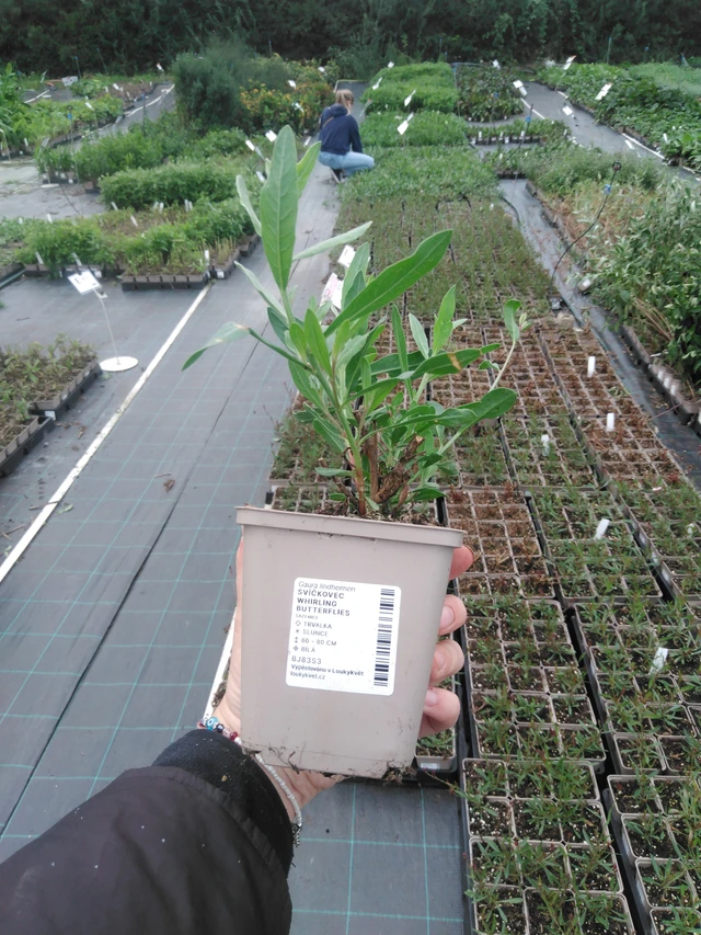 Svíčkovec Whirling Butterflies - 2024