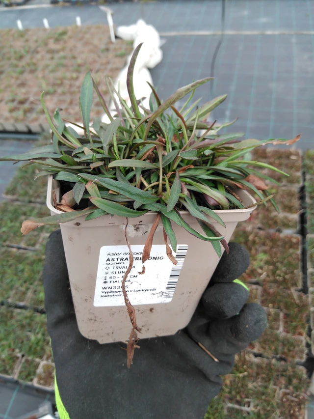 Aster Erlkönig - 8. 4. 2025