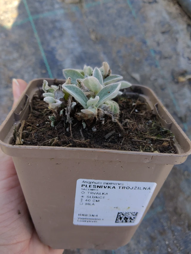 Háromerű gyöngykosárka - 27. 3. 2026