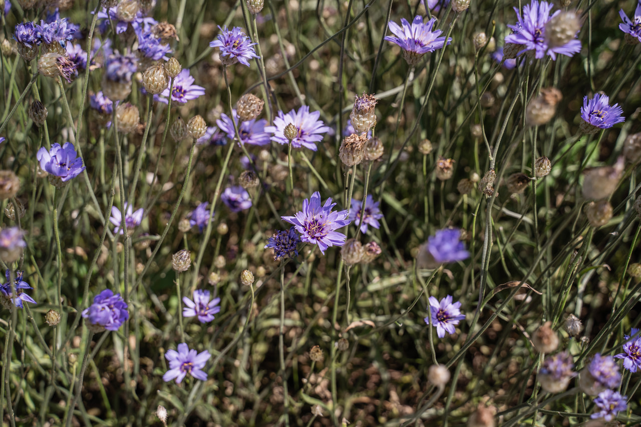 Giftbeere, Loukykvět