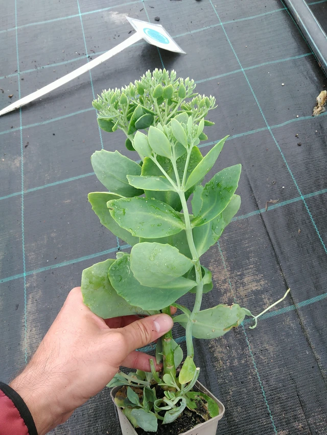 Sedum Star Dust - 28. 7. 2025