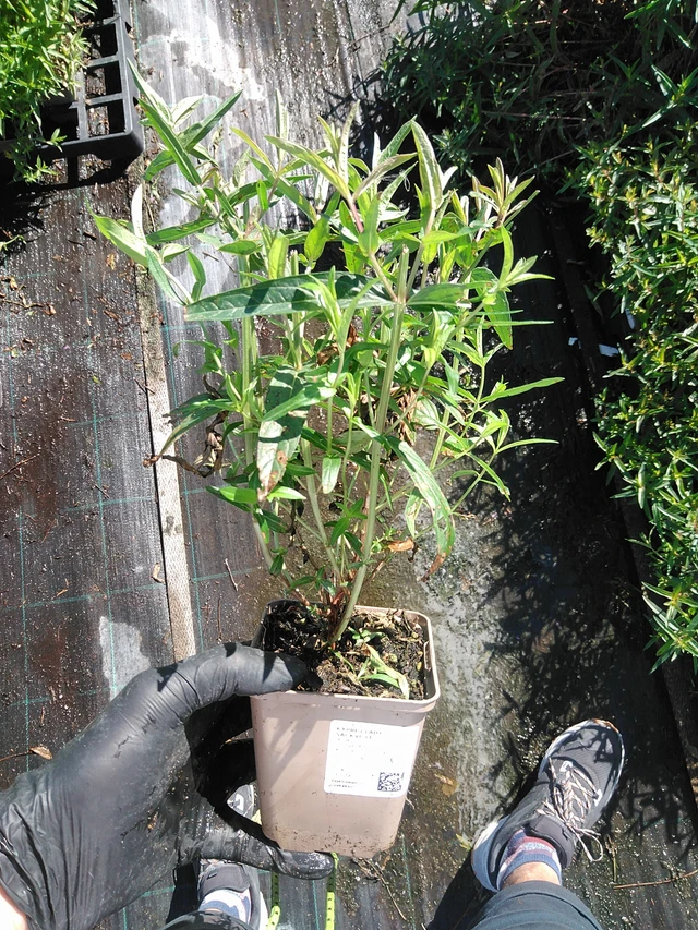 Kyprej Lady Sackville - 19. 8. 2025