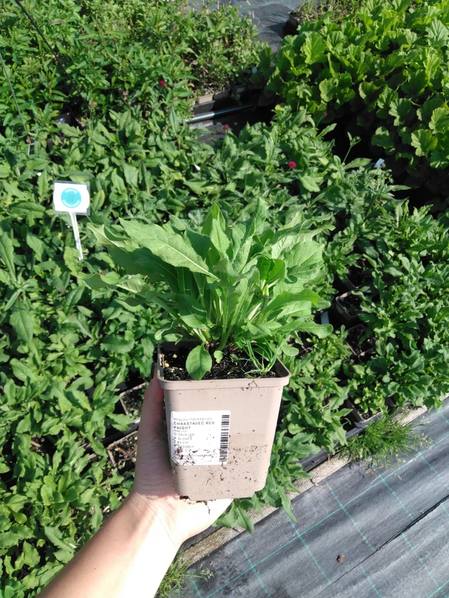 Scabiosa Red Knight - 2024