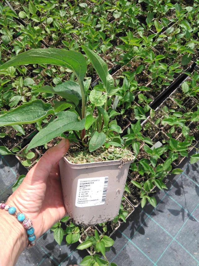 Echinacea Magnus - 2024