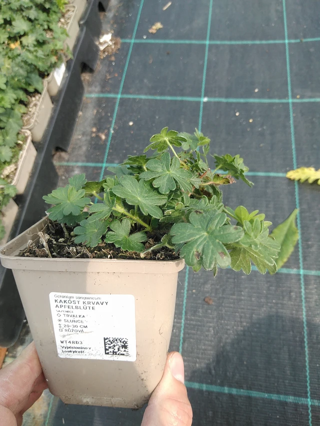 Verikurjenpolvi krvavý Apfelblüte - 24. 6. 2025