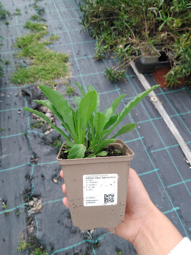 Kopretina Sněhurka - 11. 9. 2025