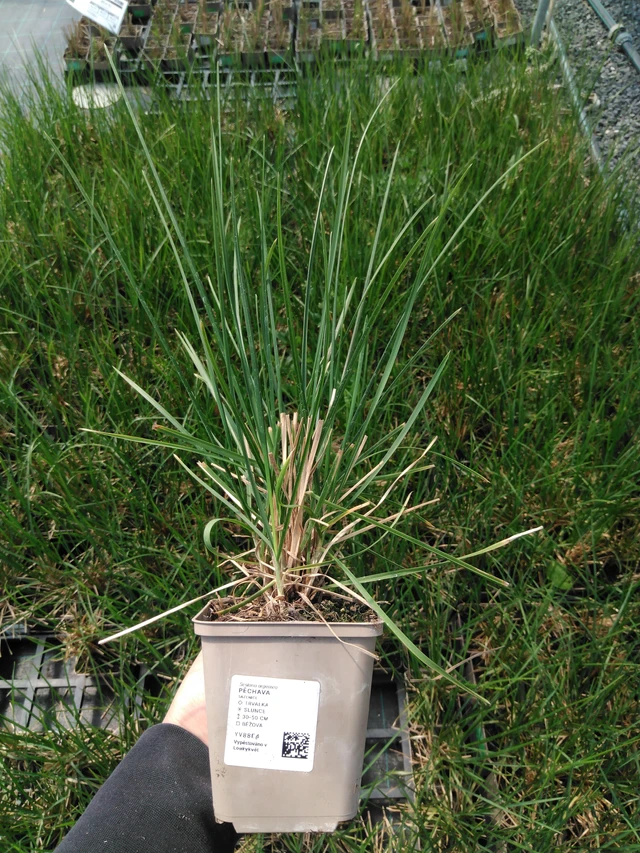 Pěchava - 13. 5. 2025