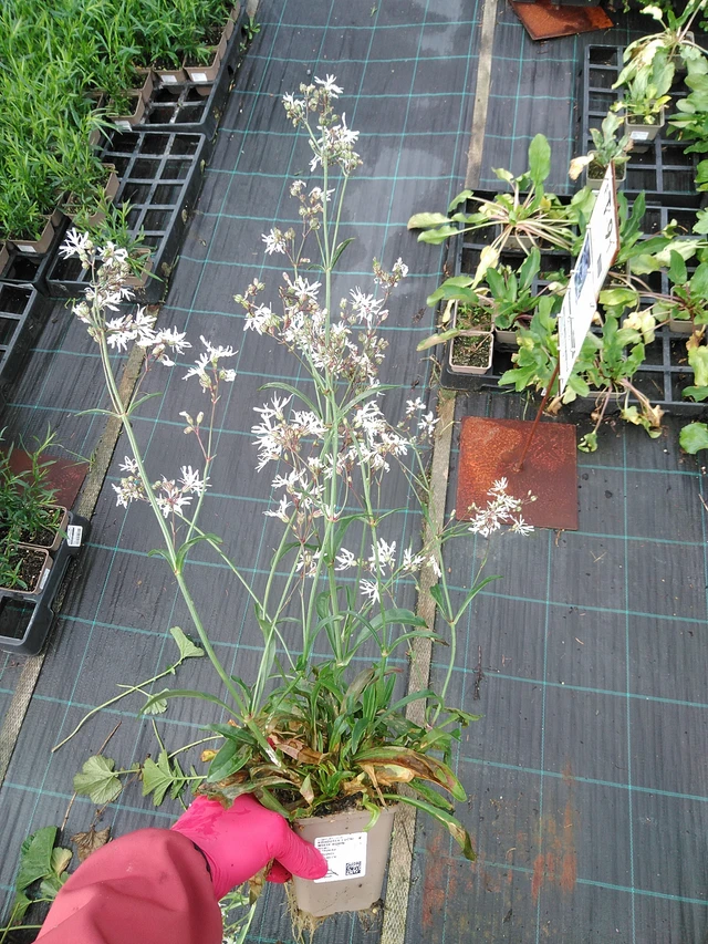 Lychnis flos-cuculi White Robin - 29. 7. 2025