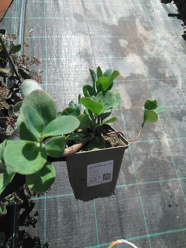 Maksaruoho Matrona - 19. 8. 2025