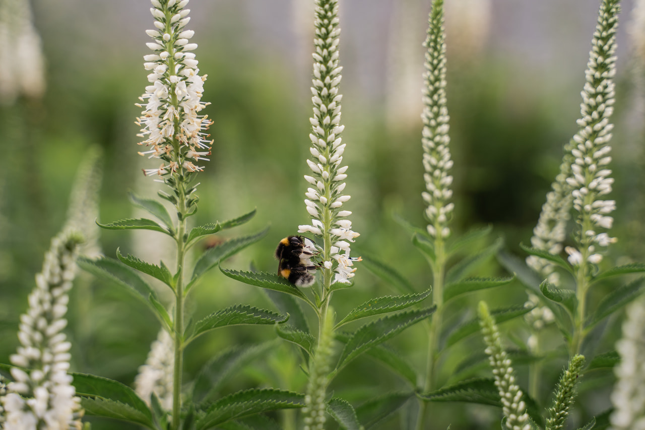 Rozrazil Schneeriesin, Loukykvět
