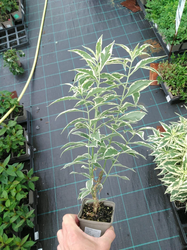 Flox Nora Leight - 28. 7. 2025