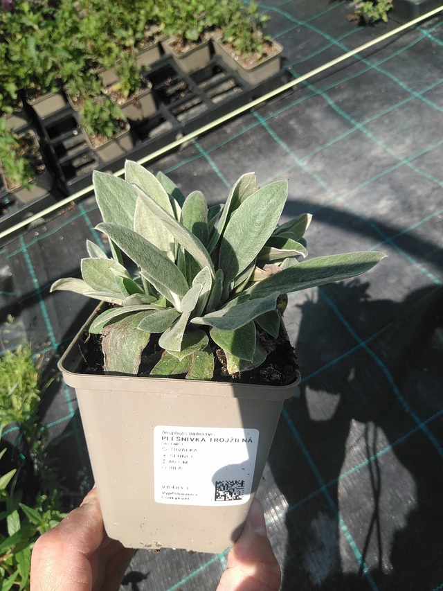 Anaphalis trojžilná - 24. 6. 2025