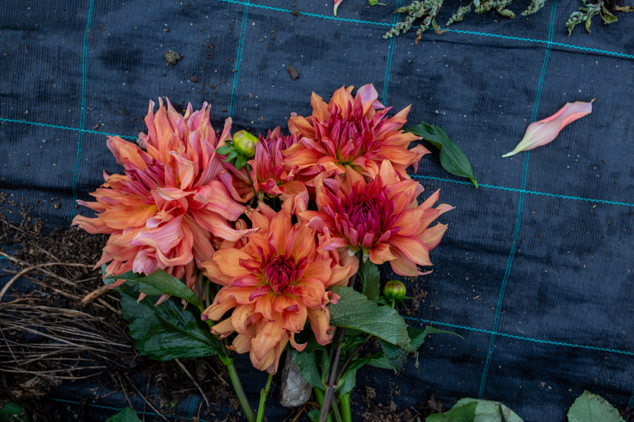 Jiřina Belle of Barmera, Loukykvět